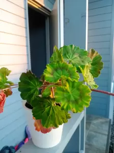 Фотография Сокол 3